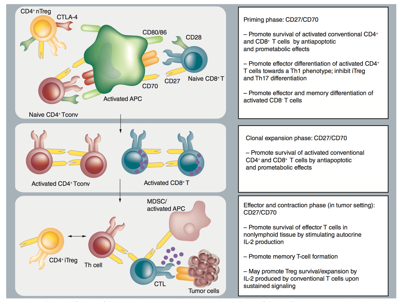 Mechanisms of action of the CD27/CD70 co-stimulatory system in the regulation of the T-cell response. (Borst J.; Ven K.V.D., 2015)